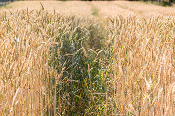 Big grainfields in the middle of the german countryside