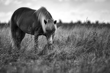 Islandpony schwarz weiß