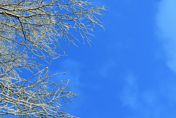 Naked birch tree branches covered by snow and frost against the blue sky with white light clouds. Bottom view. Copy space