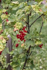 Red currants and green leaves in the green garden