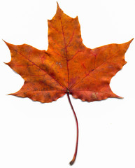 Red and yellow isolated autumn maple leaf (Acer saccharum). Maple tree leaf as an autumn symbol on white background, used as an emblem of Canada.