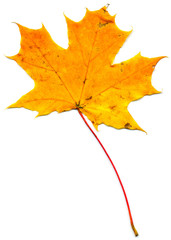Maple leaf (Acer saccharum) isolated on a white background.