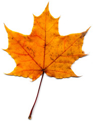 Maple leaf (Acer saccharum) isolated on a white background.