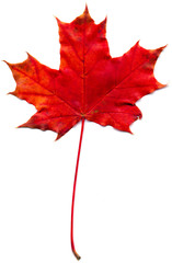 Maple leaf (Acer saccharum) isolated on a white background.
