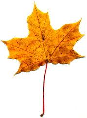 Maple leaf (Acer saccharum) isolated on a white background.