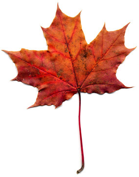 Maple leaf (Acer saccharum) isolated on a white background.