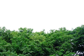 Old tropical tree with leaves on white isolated background for green foliage backdrop