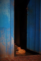Gato tomando el sol en el umbral de una puerta azul