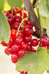 Red currants and green leaves in the green garden