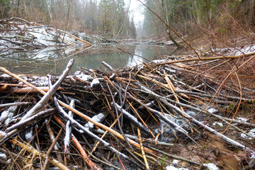  beaver dam on the river in forest