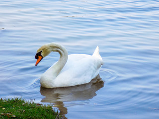 Fototapeta premium Pato no lago