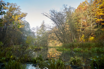 Obraz premium Autumn landscape. Morning foggy forest with yellow foliage, calm swamp river with the reflection of trees in the water. Nature in Belarus