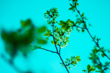 branch of a tree