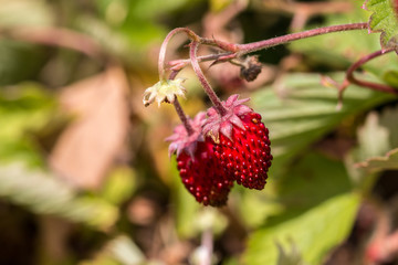 Tiny red strawberries and green leaves in the green garden