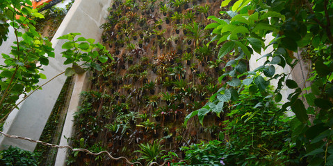 Green wall with flowers and plants, vertical garden indoors, ZOO, Wroclaw, Poland © Marcin