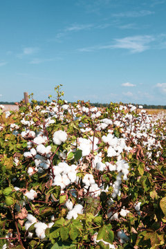 Yazoo City Mississippi Cotton 