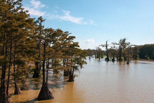 Yazoo City Mississippi Bald Cyrpress