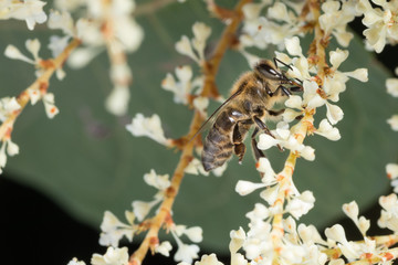 Macro of honey bee collects pollen on a white flower