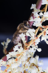 Macro of honey bee collects pollen on a white flower