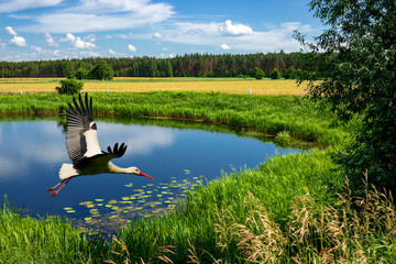 Stork flying over the riverbed.