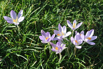 crocus