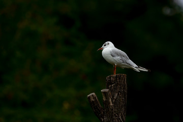 Obraz premium A seagull is resting on a stump of an old tree.
