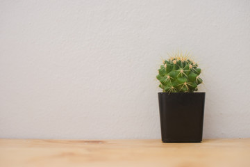 Close up of Green cactus plant in pot on a wooden table