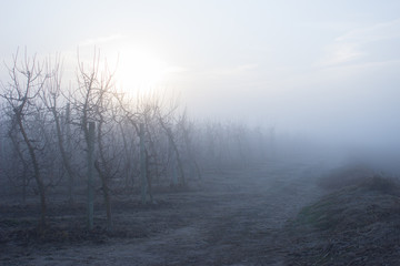 Dawn on a foggy day in a field of trees in winter