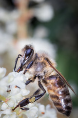 Macro of honey bee collects pollen on a white flower