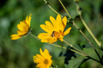 A bee sat on a large, beautiful, yellow flower.