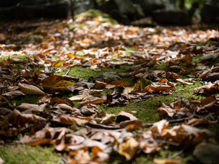 autumn leaves on ground