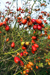 Hagebuttenstrauch als Ackerrandbepflanzung gegen die Monokultur in der Landwirtschaft