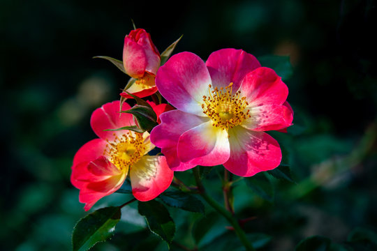Colourful portrait of pink and white Bienenweide rose heads in bright sunshine