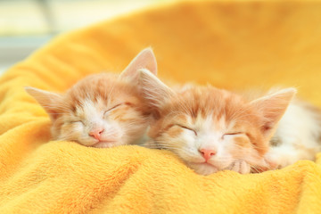 Cute little kittens sleeping on yellow blanket