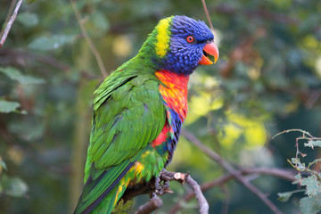 Rainbow lorikeet (Allfarblori, Trichoglossus haematodus) 