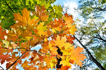 Orange maple leaves against green birch leaves and blue sky. Natural autumn background