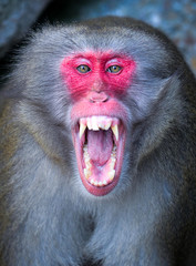 Makake Affe Tier Portrait Zähne