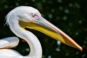 Pelikan Portrait Natur