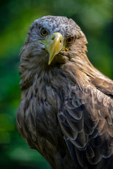 Adler Portrait