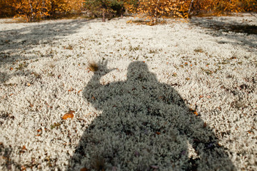Human shadow showing salute gesture on reindeer moss oin the tundra. lat. Cladonia alpestris .