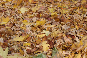 Autumn colorful leaves on the ground like a carpet. Background for computer, autumn post card.