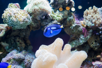 Naklejka na ściany i meble Beautiful blue fish swim. low light