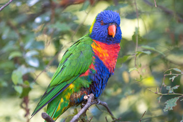 Rainbow lorikeet (Allfarblori, Trichoglossus haematodus) 