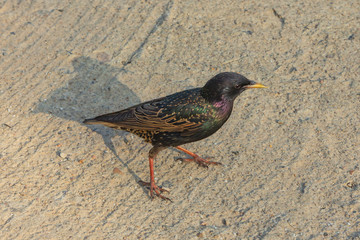 Starling (lat. Sturnus vulgaris) on the lake