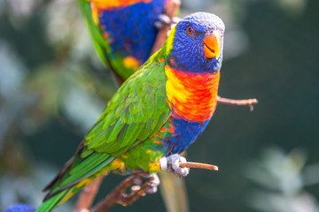 Rainbow lorikeet (Allfarblori, Trichoglossus haematodus) 