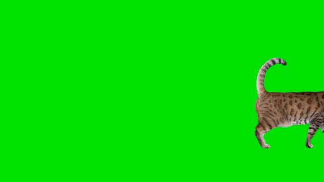4K Bengal cat on green screen isolated with chroma key, real shot. Cat slowly walking across the frame from left to right