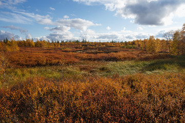 Fototapeta premium Beautiful panoramic landscape of forest-tundra, Autumn in the tundra. Yellow and red spruce branches in autumn colors on the moss background. Dynamic light. Tundra, Russia.