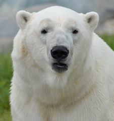 Obraz na płótnie Canvas Polar Bear looking at viewer