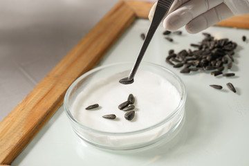 Scientist sorting sunflower seeds on glass tray at table in laboratory, closeup