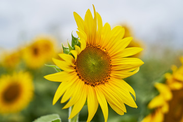 sunflower